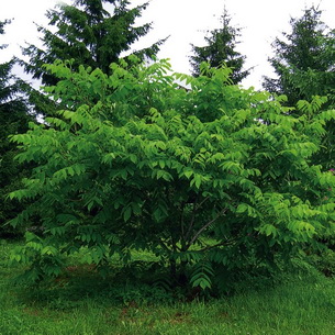 Дерево бархат: лечебные свойства, посадка и уход