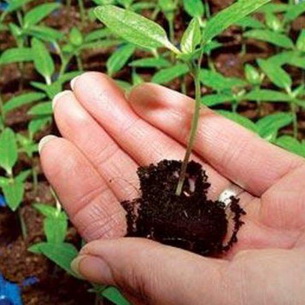 Вербена: ампельные сорта, выращивание в домашних условиях