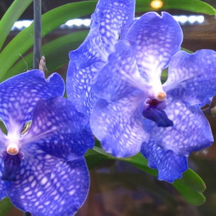 Орхидея Ванда: виды цветов, выращивание и размножение