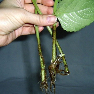 Комнатный цветок плектрантус (Plectranthus): сорта и виды (с фото)