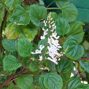 Комнатный цветок плектрантус (Plectranthus): сорта и виды (с фото)