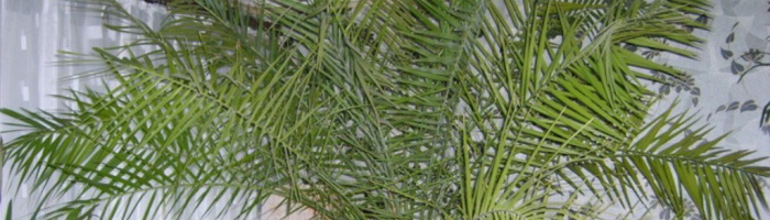 Фотография крыжовника