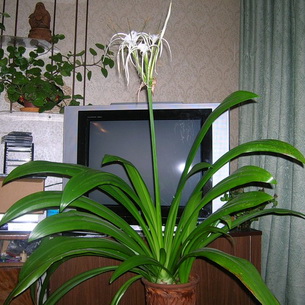Цветок панкрациум  прекрасный(Pancratium) и его фото