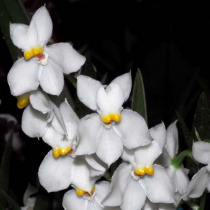 Орхидея одонтоглоссум (Odontoglossum) или тигровая орхидея (с фото)