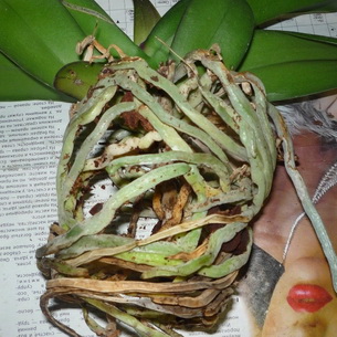 Орхидея одонтоглоссум (Odontoglossum) или тигровая орхидея (с фото)