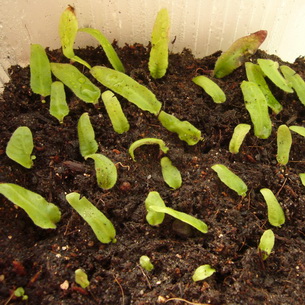Цветок стрептокарпус (Streptocarpus): уход и выращивание в домашних условиях