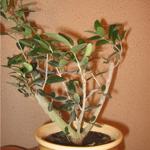 Маслина (Olea) или оливковое дерево дома (с фото)