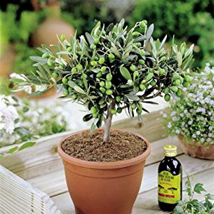 Маслина (Olea) или оливковое дерево дома (с фото)