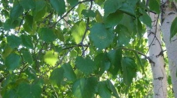 Береза с раздельно-лопастными листьями
