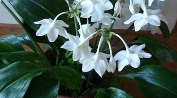 Эухарис Цветок Фото Комнатное Растение