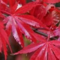 Клен темно-красный с рассеченными листьями