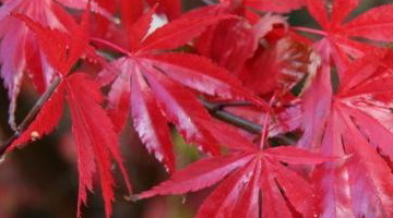 Клен темно-красный с рассеченными листьями