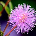 Цветок мимоза стыдливая (Mimosa pudica) и его фото