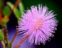 Цветок мимоза стыдливая (Mimosa pudica) и его фото