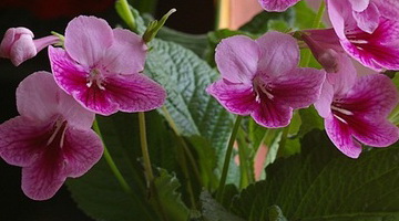 Цветок стрептокарпус (Streptocarpus): уход и выращивание в домашних условиях