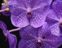 Орхидея Ванда: виды цветов, выращивание и размножение