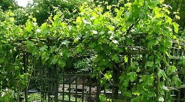 Виноград лабруска