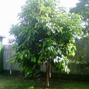 Как вырастить авокадо (Persea Americana) из косточки в домашних условиях