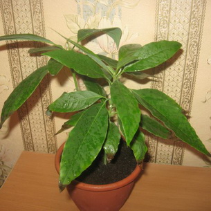 Как вырастить авокадо (Persea Americana) из косточки в домашних условиях