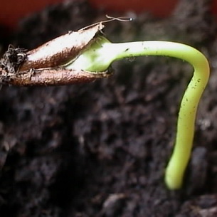 Растение хурма (Diospyros) и его выращивание в домашних условиях