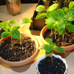 Растение хурма (Diospyros) и его выращивание в домашних условиях