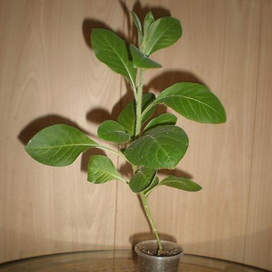 Иохрома голубая (Jochroma): фото и её выращивание