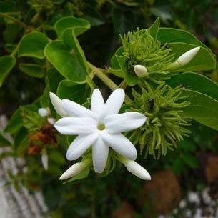 Комнатный цветок жасмин самбак (с фото)
