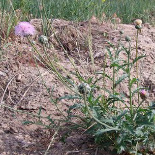 Амбербоа мускатный: описание сортов и выращивание растения