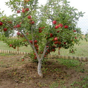 Яблоня полукарликовая