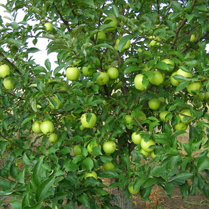 Яблоня полукарликовая