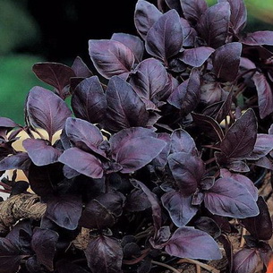 Растение базилик: описание сортов и видов, применение травы