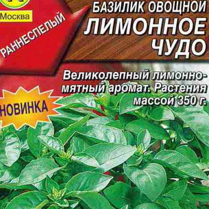 Растение базилик: описание сортов и видов, применение травы