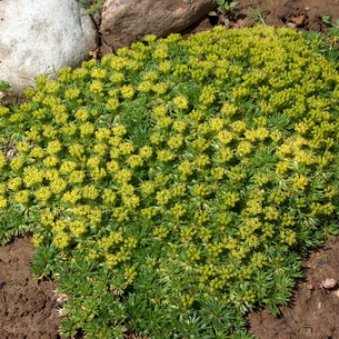 Азорелла трехвильчатая (Azorella trifurcata) и её фото