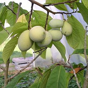 Азимина – банановое дерево