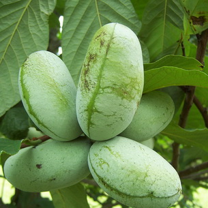 Азимина – банановое дерево