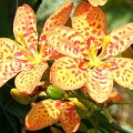 Цветок беламканда китайская (Бelamkanda) и её фото