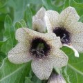 Растение черная белена: описание, признаки отравления и лекарства