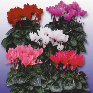 Цветок персидский цикламен и его выращиванием