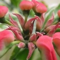 Комнатный цветок педилантус: виды и уход в домашних условиях