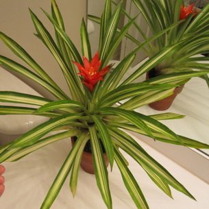 Растение гусмания (Guzmania): как ухаживать в домашних условиях