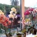 Как ухаживать за орхидеей