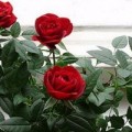 Выращивание и уход за комнатной розой