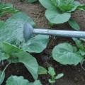 Как поливать капусту: полив рассады капусты, капельный полив капусты