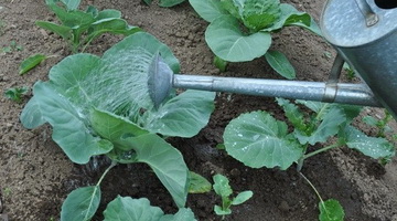 Как поливать капусту: полив рассады капусты, капельный полив капусты