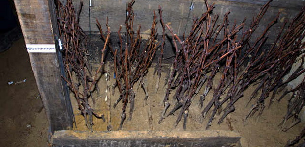 Размножение винограда черенками: подготовка, хранение и высадка