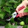 Обрезка яблони в уплотненных посадках