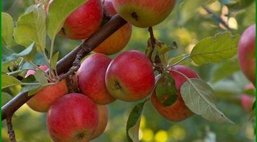Плодоношение яблони: как восстановить плодоношение яблони