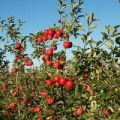 Путь к ежегодному плодоношению яблони