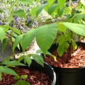 Выращивание грецкого ореха в средней полосе