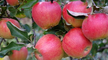 Зимостойкость сеянцев мичуринских сортов яблони